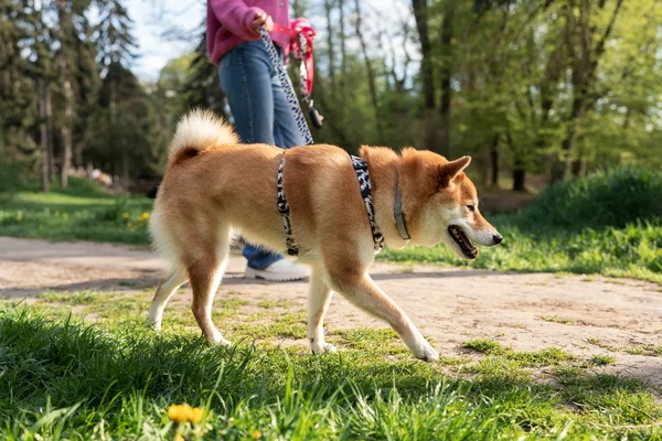 perro paseando por el parque