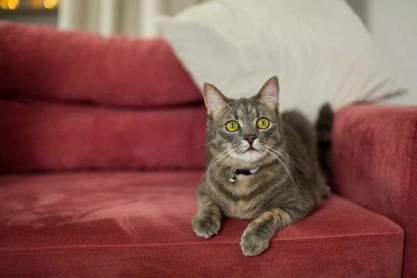 gato en sofa
